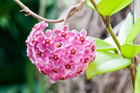 Flower close-up in the garden, Thailand.の写真素材