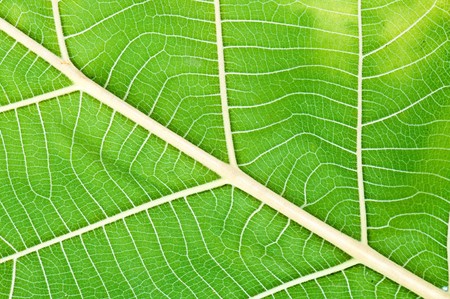Detail of leaf in the garden, Thailand.の写真素材