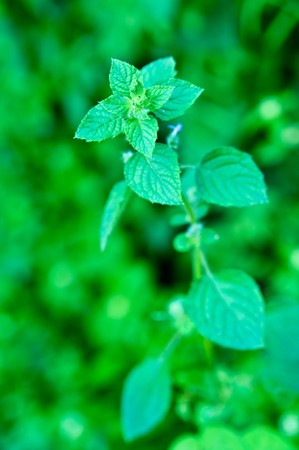 Treetop with green background, Thailand.