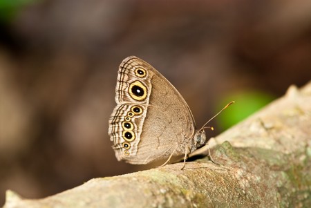 Butterfly in Pang Si-Da National Park, Sakaeo, Thilandの写真素材