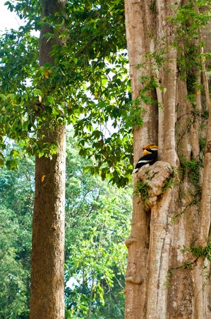 Bird and trees in forest, Thailand.の写真素材