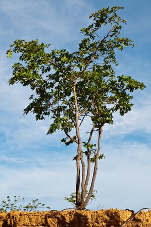Tree and sky at Sakaeo province, Thailand.の写真素材