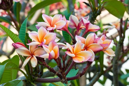 Close-up of beautiful pink plumeria on tree, Thailand.の写真素材