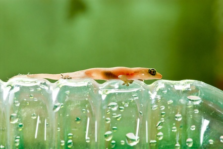 Closeup of little lizard on plastic bottle, Thailand.の写真素材