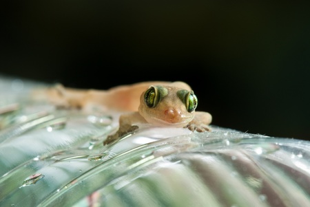 Closeup of little lizard on plastic bottle, Thailand.の写真素材