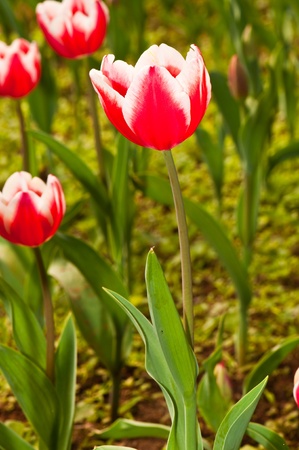 Close-up of red beautiful tulip, Thailand.の写真素材