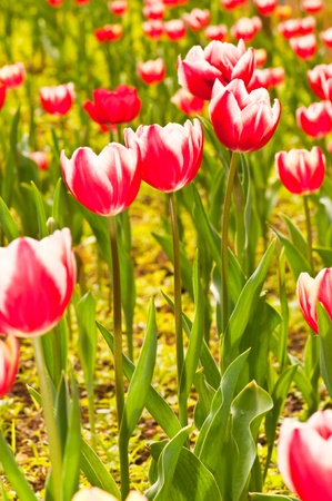 Close-up group of red beautiful tulips, Thailand.の写真素材