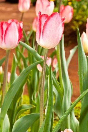 Close-up of pink beautiful tulip, Thailand.の写真素材