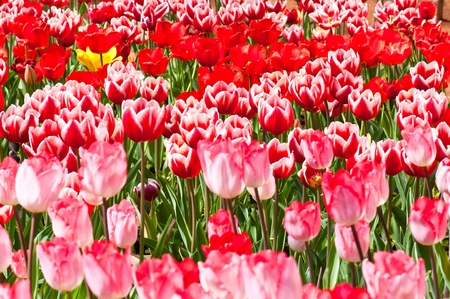 Close-up group of  beautiful tulips, Thailand.の写真素材