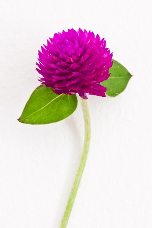 Violet flower on white wall, Thailand.の写真素材