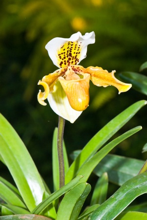 Close-up of Paphiopedilum (lady's slipper) in garden, Thailand.の写真素材