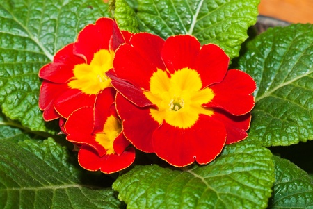Red beautiful flower in garden, Thailand.の写真素材