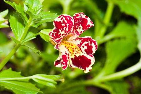 Red and white beautiful flower in garden, Thailand.の写真素材