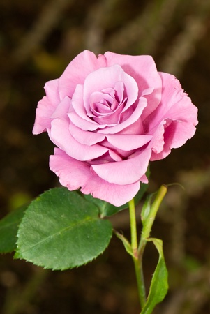 Close-up of pink rose in garden, Thailand.の写真素材