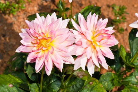 Close-up of pink dahlias, Thailand.の写真素材