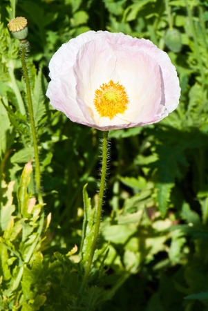 Close-up of pink poppy in field, Thailand.の写真素材