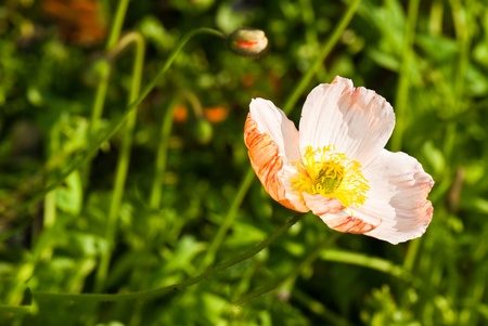 Close-up of orange poppy in field,Thailand.の写真素材
