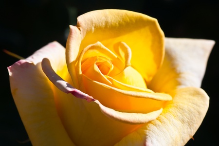 Close-up inside of rose, Thailand.の写真素材