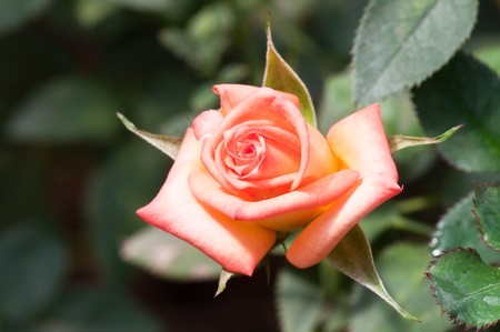 Closeup of beautiful orange rose in garden, Thailand.の写真素材