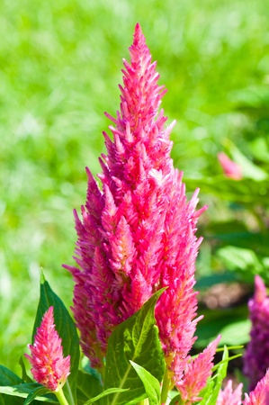 Pink flower on green background in garden, Thailand.の写真素材