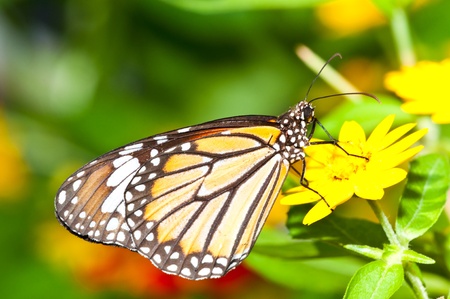 Orange butterfly on yellow flower, Thailand.の写真素材