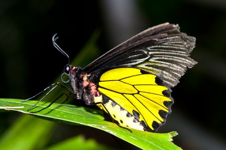 Close-up of yellow butterfly on dark screen, Thailand.の写真素材