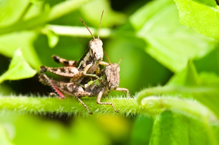 Brown grasshoppers on the branch, Thailand.の写真素材