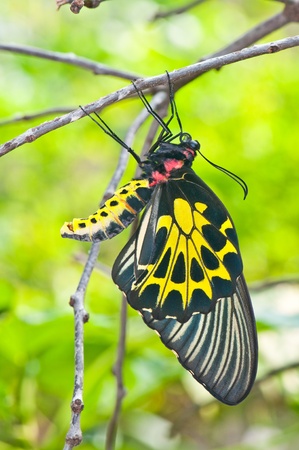 Yellow butterfly with the branch on green screen, Thailand.の写真素材