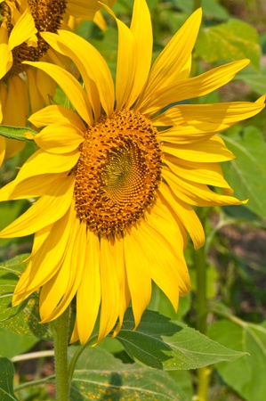 The sunflower in field, Thailand.の写真素材