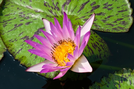 Yellow stamen in violet lotus in water, Thailand.の写真素材