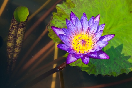 Yellow stamen in violet lotus in water, Thailand.の写真素材