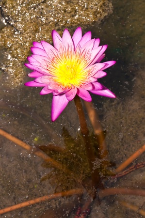 Pink lotus in the water, Thailand.の写真素材