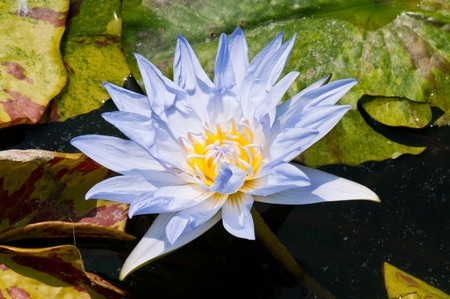 Violet lotus in the water, Thailand.の写真素材