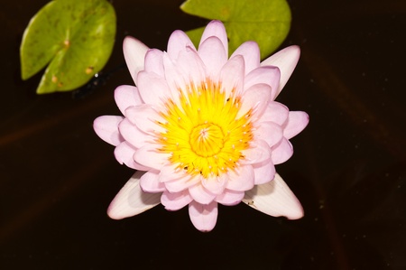 Pink lotus in the water, Thailand.の写真素材