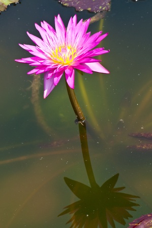 Pink lotus in the water, Thailand.の写真素材