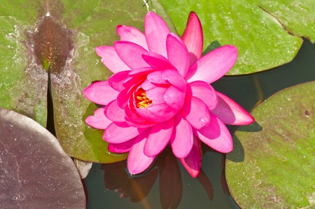 Pink lotus in the water, Thailand.の写真素材