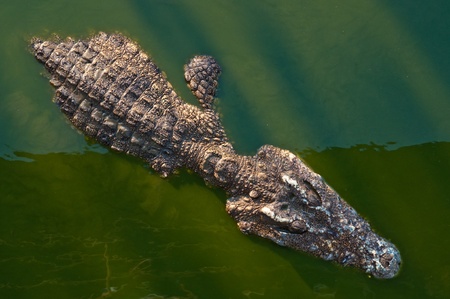 The crocodile in green water, Thailand.の写真素材