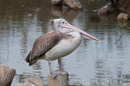 The pelican with water , Thailandの写真素材