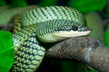 Close-up of Green Tree  Snake in the zoo, Thailand