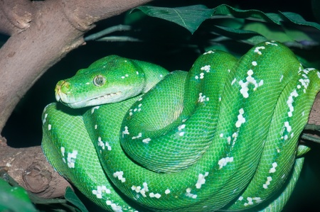 Close Uup of Green Tree Python in the zoo, Thailand.の写真素材