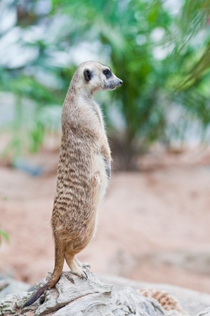 A meerkat on rock, Thailand.の写真素材