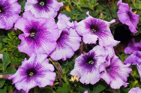 Violet flower in the garden, Thailand.の写真素材