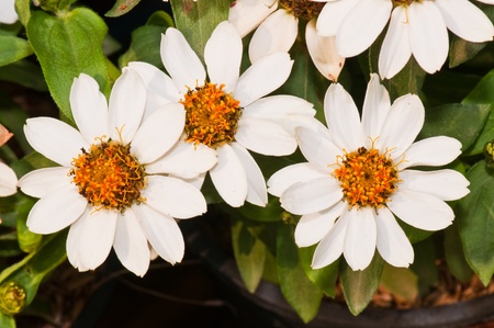 Beautiful white flower, Thailand.の写真素材