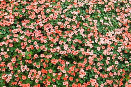 Background of little pink flower, Thailand.の写真素材