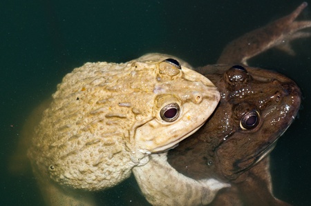 Closeup of Thai frogs, Thailand.の写真素材