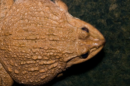 Closeup of Thai frog, Thailand.の写真素材