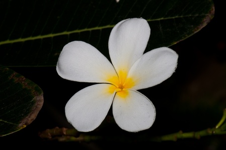 Close-up of beautiful white plumeria with black screen, Thailand.の写真素材