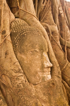 Head of buddha in root, Ayuthaya province, Thailand.の写真素材