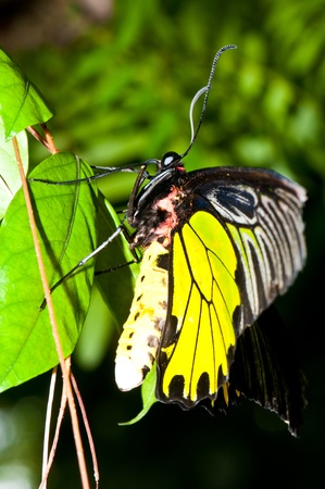 Yellow butterfly with leaf on green screen, Thailand.の写真素材
