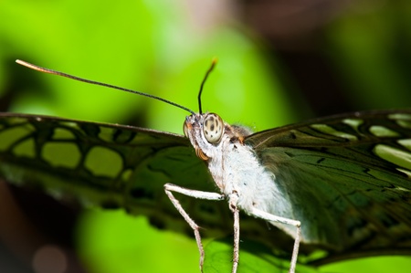 Closeup of grey butterfly, Thailand.の写真素材